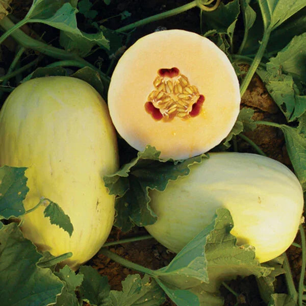 Crenshaw Melon Seeds | Heirloom Non-GMO Cucumis melo | Organic Seed Packet