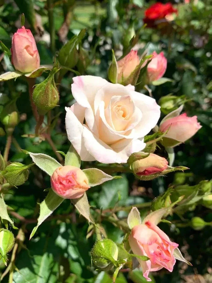 Fragrant White Swany Rose Shrub - 5 Stems for Planting, White Blooms, Rosa 'Swany' Garden Flower, Fragrant Rose Bush
