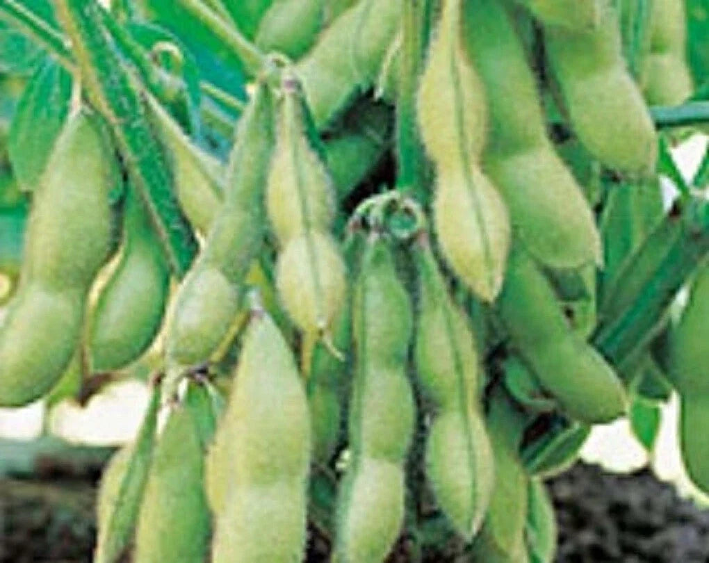 Organic Edamame Seeds - Midori Giant Soybean Variety Glycine Max Non-GMO, Japanese & Chinese Cultivar Seed Packet