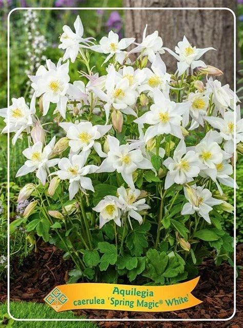 Bare Root Perennial Plants Set of 2 - White Aquilegia caerulea Spring Magic Columbine for Borders & Ground Cover