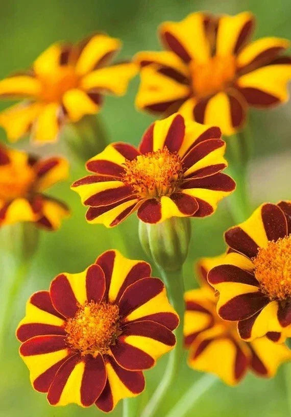 Marigold Seeds Court Jester Harlequin - 30 Non-GMO Seeds Tagetes patula