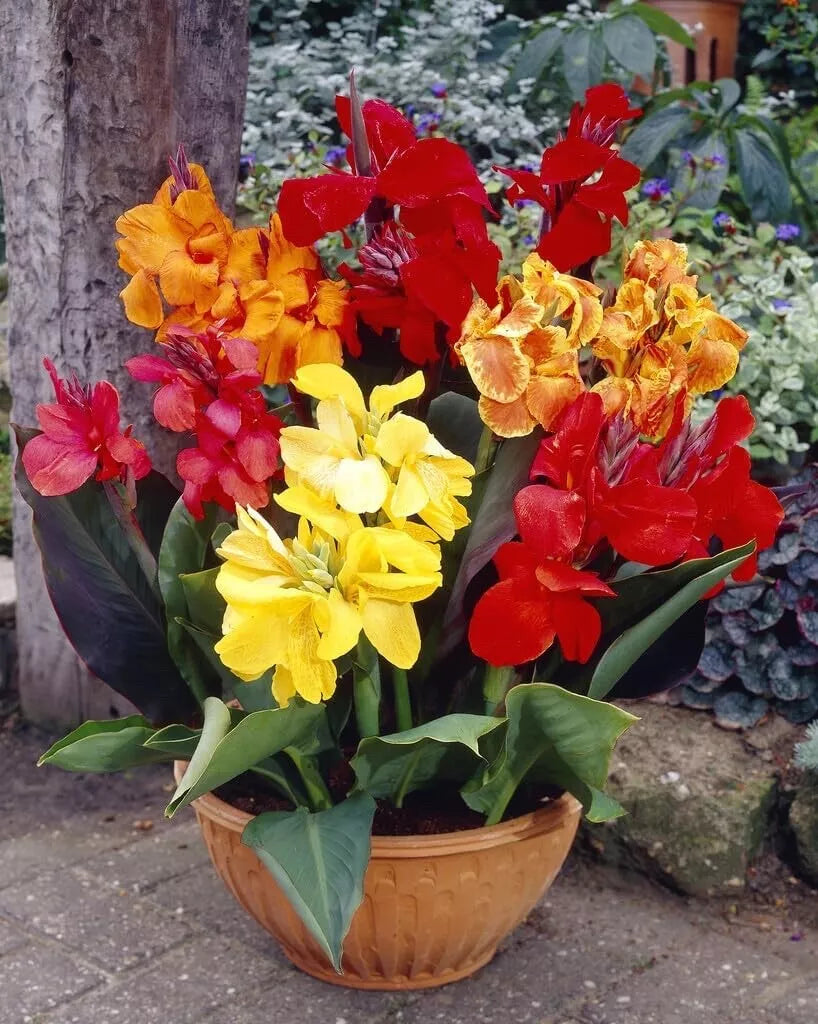 Mixed Canna Lily Bulbs - Tropical Flowering Plants, Vibrant Colors, Canna indica, Garden, Border, Container Plant