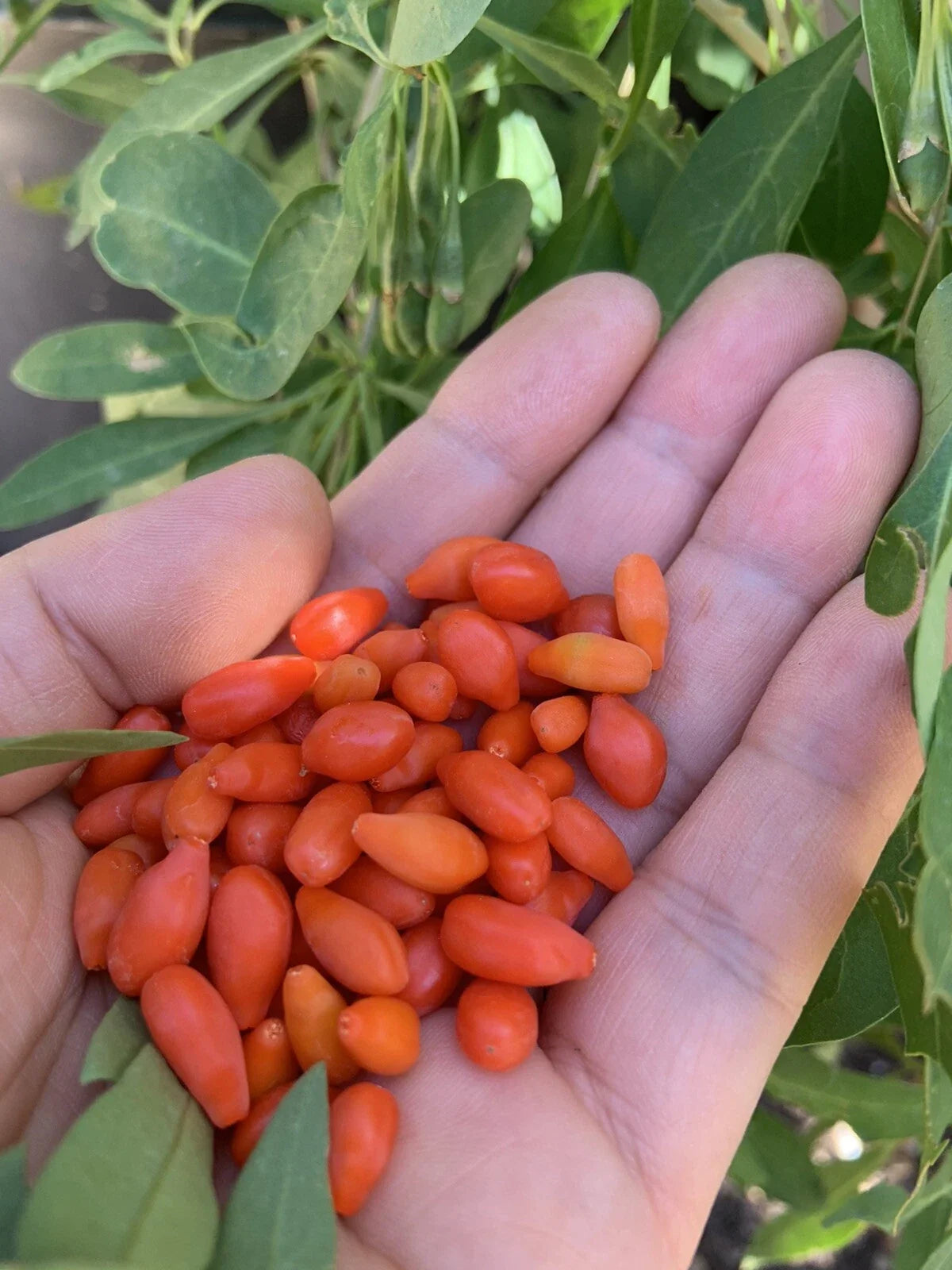 Goji Berry Plants - Bare Root & Live Cuttings - Lycium barbarum - Nutrient-Rich Superfood Garden Starter