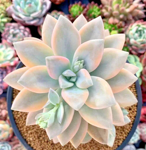 Graptopetalum Paraguayense 'Jester' - 2.5" Potted Succulent with Variegated Leaves