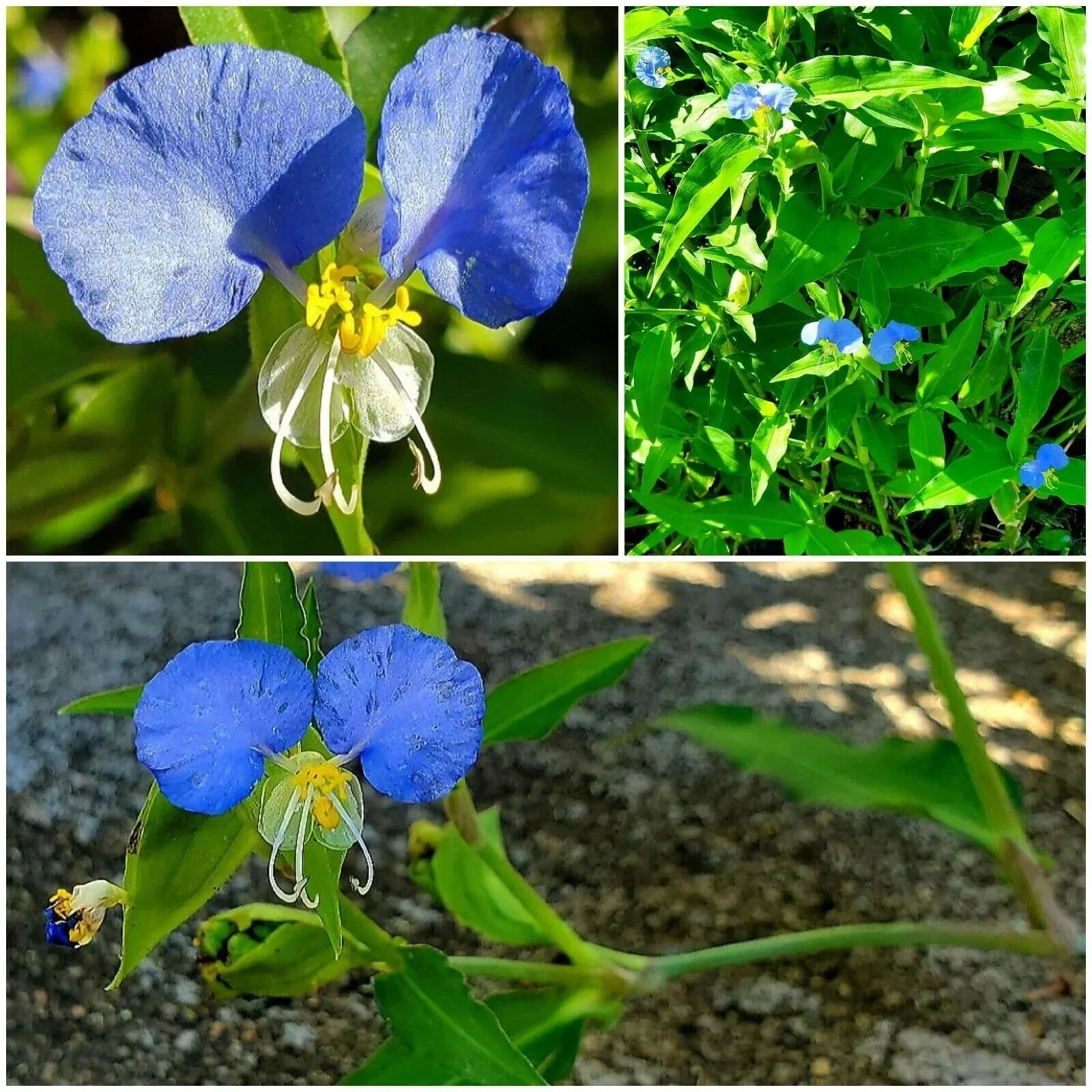 15 Spiderwort Day Lily Plants - Fresh Cuttings, Wandering Jew Blue, Easy Care, Tradescantia zebrina