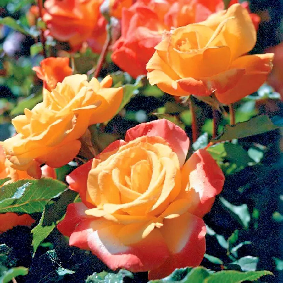 Rose Bush Live Plant 1-2 Ft Rio Samba Orange Yellow Rosa hybrida AARS Winner Long-Lasting Blooms