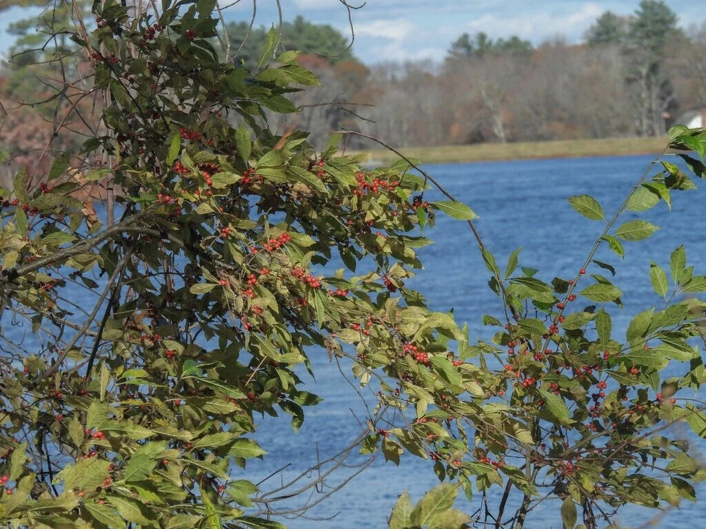 Winterberry Holly Seeds, Bulk Ilex verticillata, Deciduous Shrub for Landscaping, Native Plant Seeds