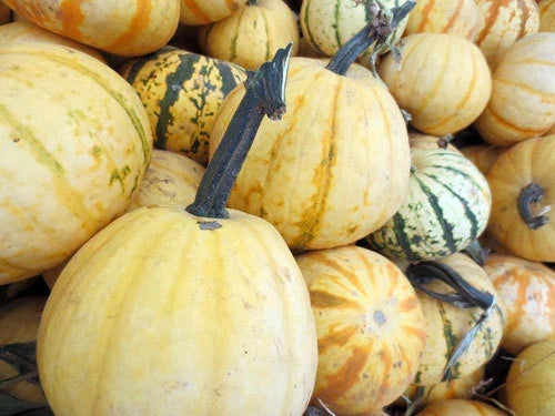 Pumpkin Seeds - Millionaire Variety - Cucurbita pepo - Large, Vining, Full Sun, Organic Soil, Pack of 10