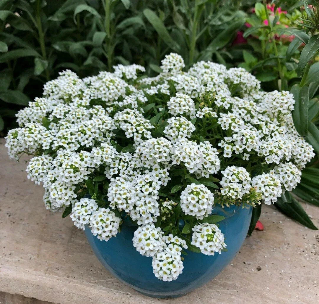 Sweet Alyssum Flower Seeds, White, 100 Packets, Lobularia maritima, Annual Ground Cover for Borders & Containers