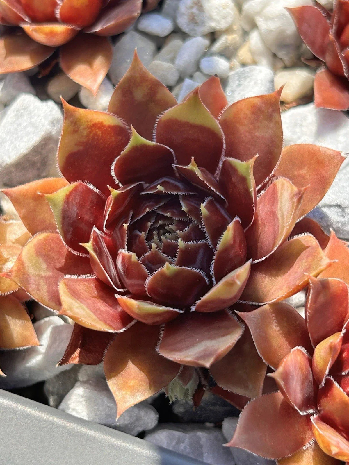 Live Succulent Plant - Sempervivum Coconut Crystal - Drought & Cold Tolerant Rosette Succulent
