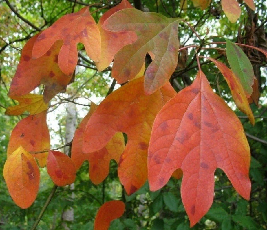 Sassafras Cuttings Set of 10 Fresh Unrooted Deciduous Tree for Wildlife & Culinary Use Sassafras albidum