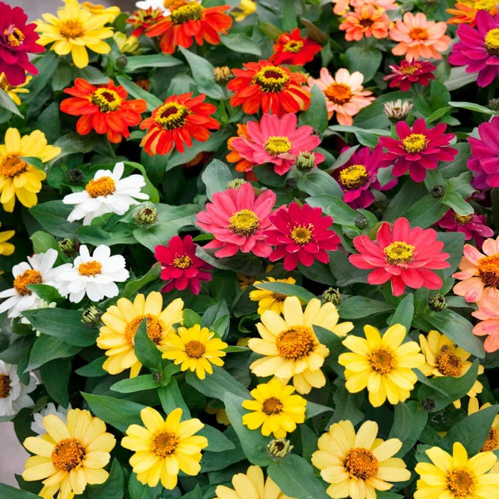 Zinnia Seeds 100+ Profusion Mix - Colorful Annual Garden Flowers - Zinnia elegans USA