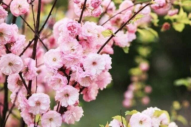 Flowering Plum Bonsai Tree Seeds - 10 Pack - Prunus triloba - Pink Blossoms, Compact Growth, Indoor & Outdoor Gardening