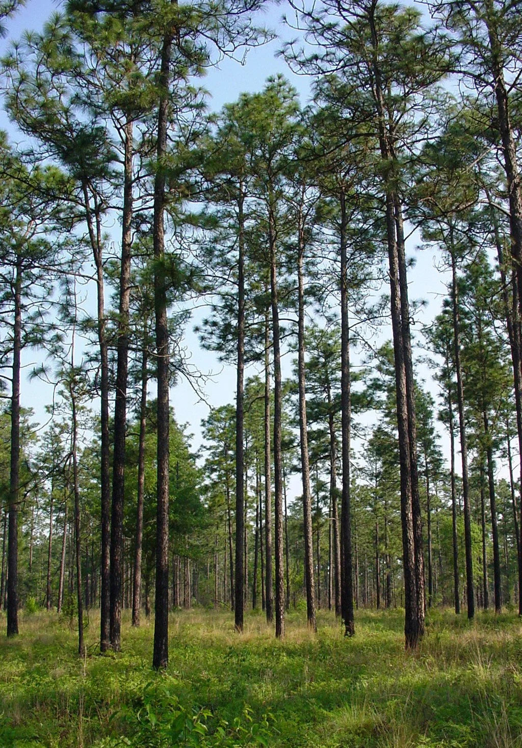 Longleaf Pine Seeds 20 Pack | Native Pinus palustris Drought-Tolerant Tree for Landscaping & Reforestation