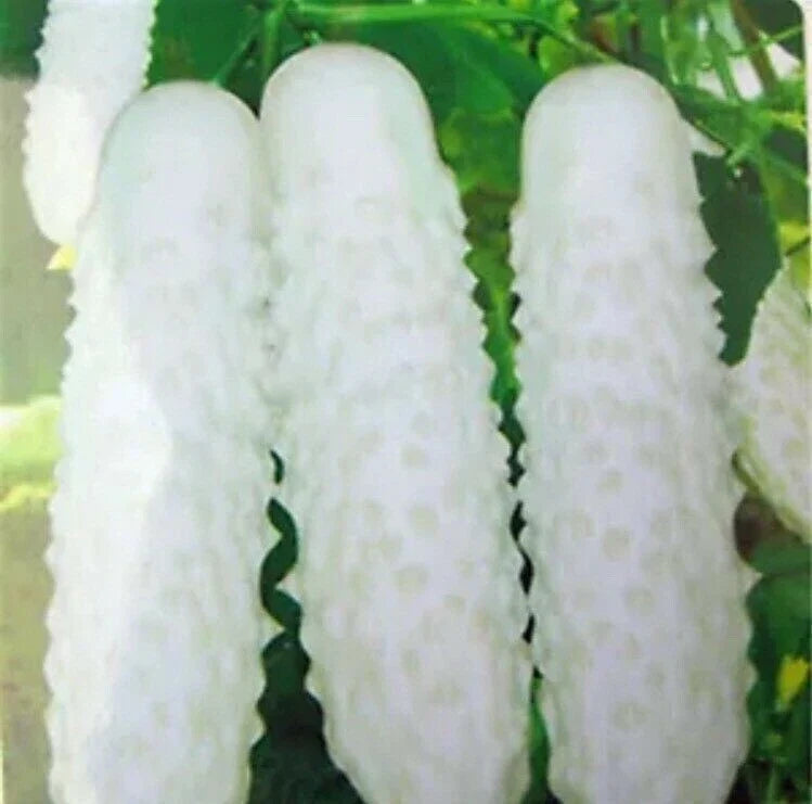 White Cucumber Seeds 20pcs, Cucumis Sativus, Organic, Home Garden, Vining, Fresh Salad & Pickling