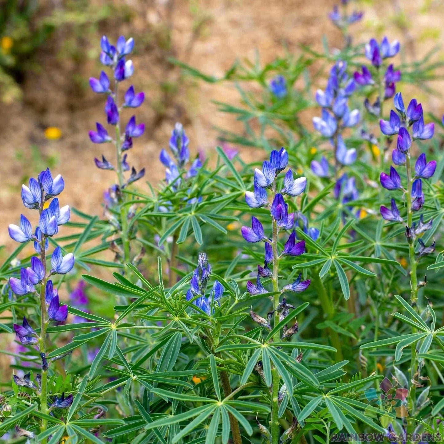 Blue Annual Lupine Seeds - 25+ Pack - Lupinus angustifolius - USA