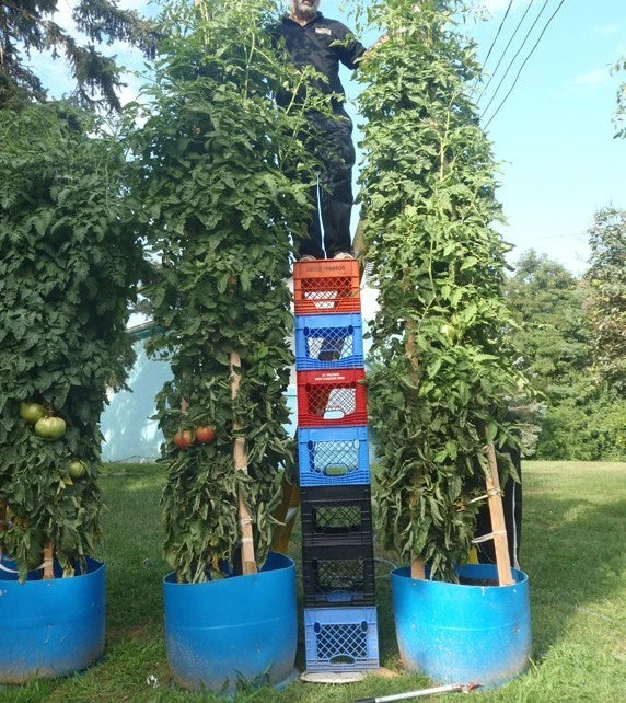 Tomato Seeds - Large Heavy Yield Variety - Easy-Picking Tomato Tree Seeds (Solanum lycopersicum)