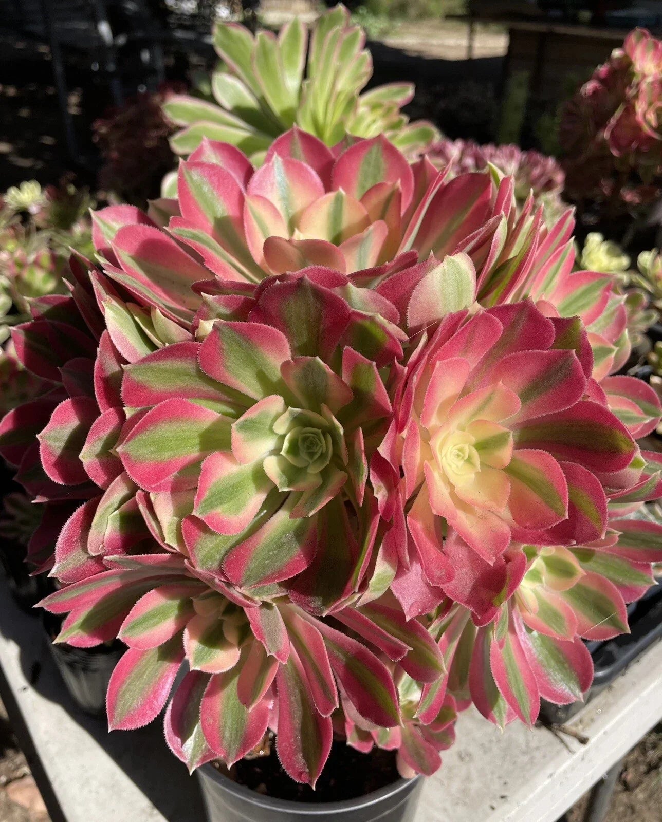 Live Aeonium Pink Witch Succulent Cutting 2.5" - Unique Indoor & Outdoor Plant