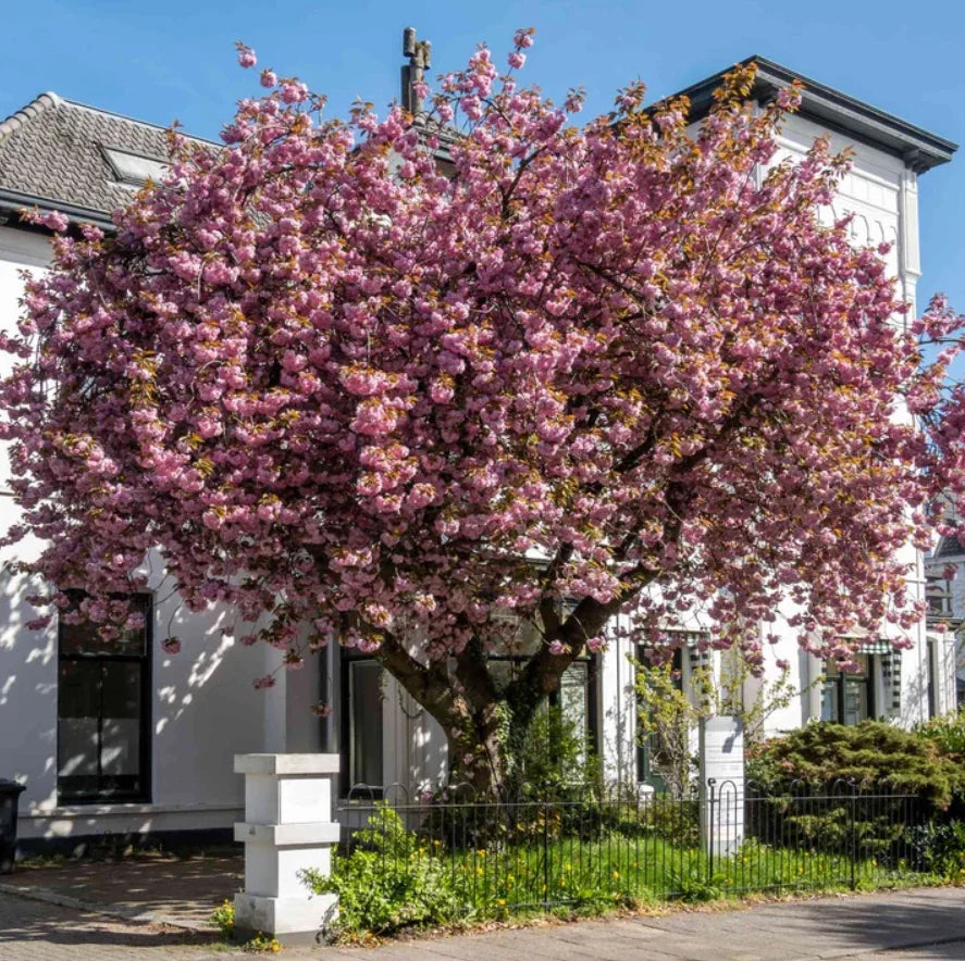 Kwanzan Cherry Tree Set - 8-14" Live Plants in 2.5" Pots - Pink Double Flowers - Prunus serrulata - Outdoor Garden Trees