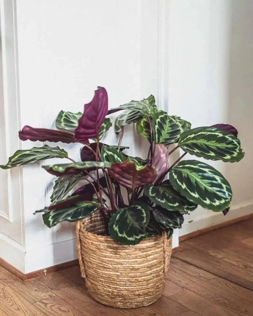 Rose Painted Calathea Seeds – Indoor/Outdoor Tropical Plant – Calathea roseopicta – Vibrant Foliage Seeds for Garden or Houseplant
