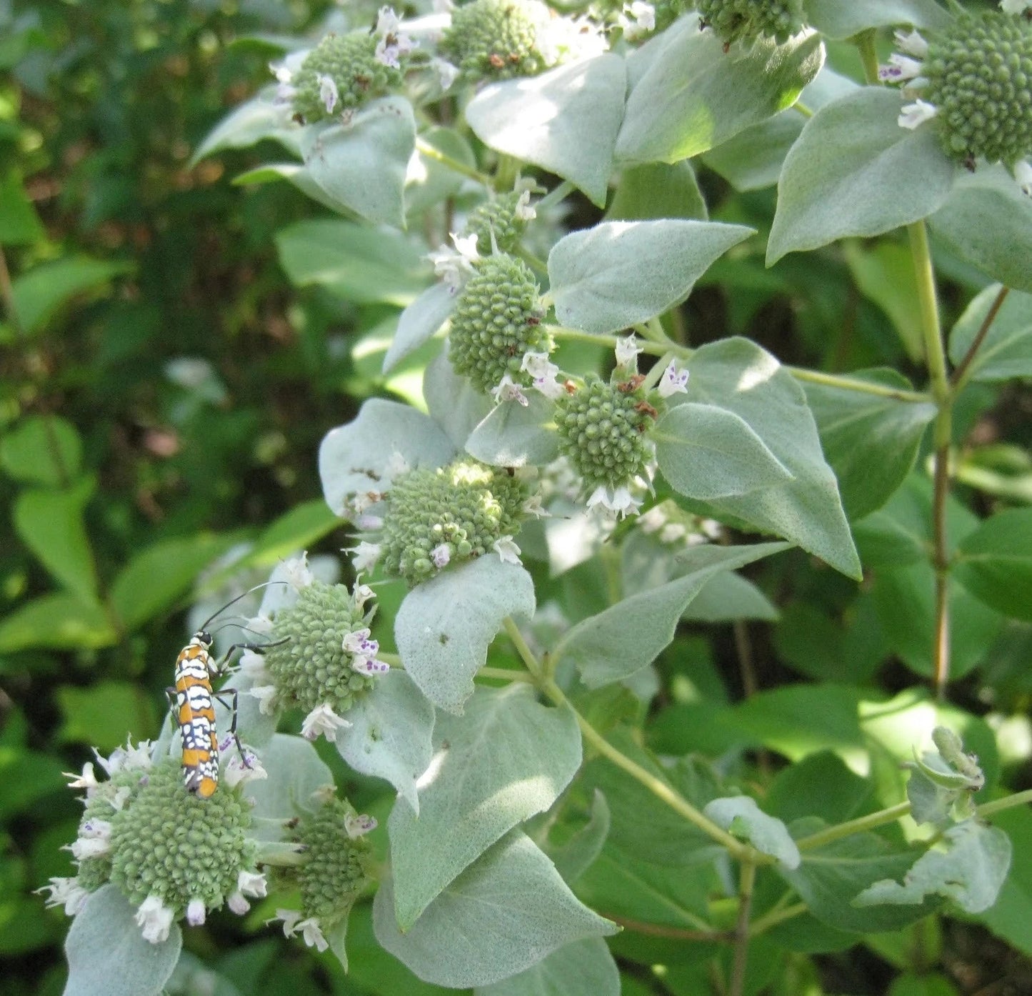 Mountain Mint Seeds 1000 Pack - Aromatic Pycnanthemum spp. Herb for Culinary & Medicinal Gardens