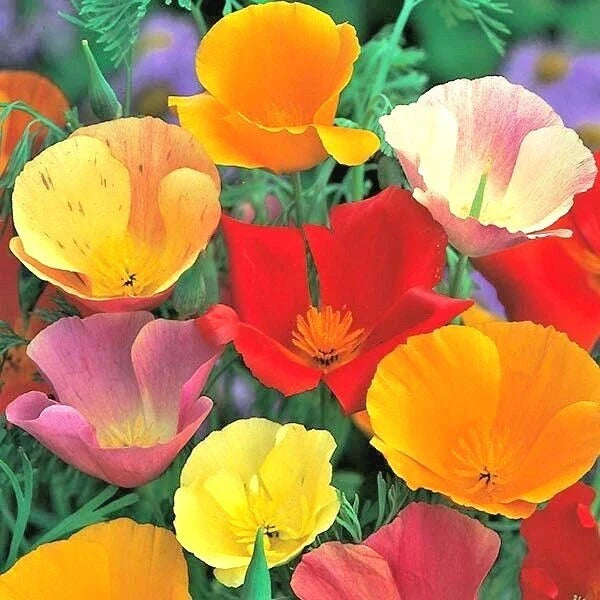 California Poppy Wildflower Seeds - 501+ Native Eschscholzia californica for Garden, Patio & Containers