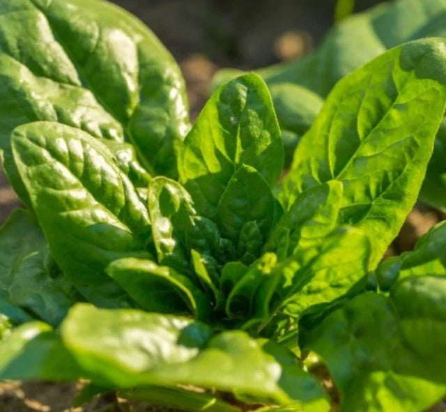 Spinach Seeds - Bloomsdale Long Standing Non-GMO 200 Seeds - Cool Weather Spinacia oleracea for Home Garden