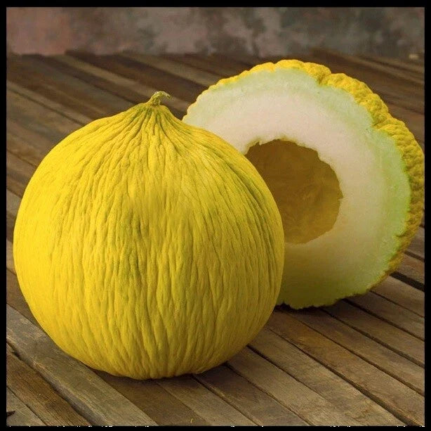 Casaba Melon Seeds - 200 Count Heirloom Non-GMO Bulk Cucumis melo var. inodorus for Home Garden, Sweet and Aromatic