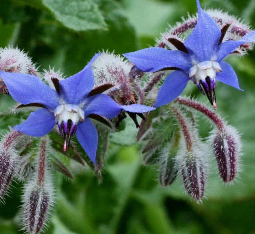 Borage Seeds 50+ | Borago officinalis Herb Flower Seeds for Culinary Use