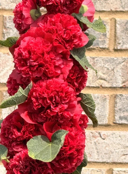Hollyhock Seeds - Double Red Flower Pack of 30 - Alcea rosea - Non-GMO Biennial Garden Flower