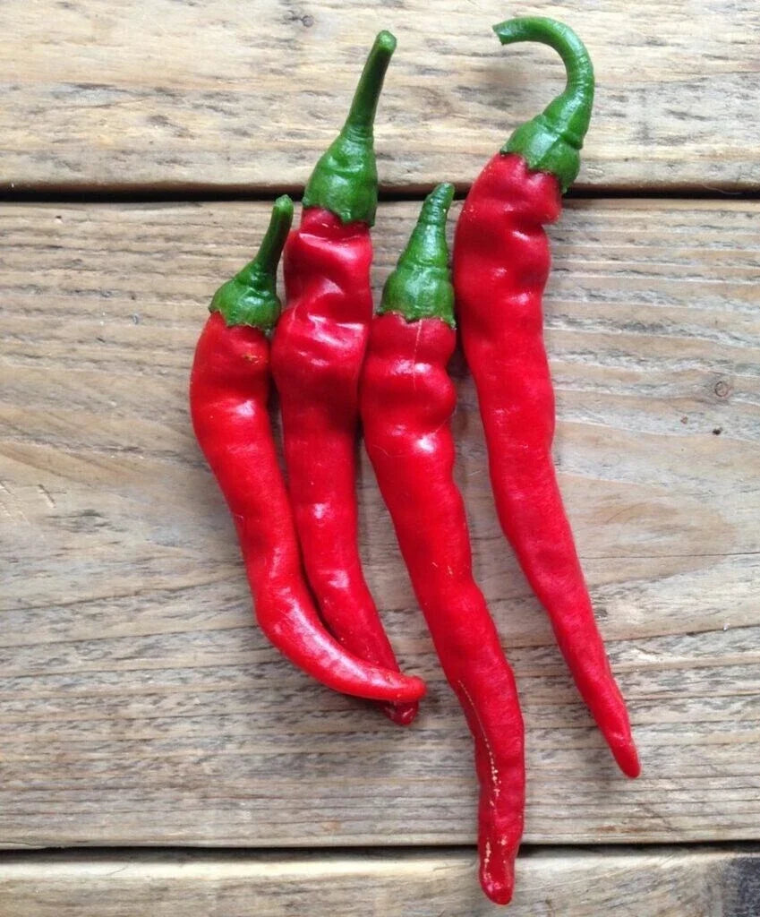 Hot Cayenne Long Slim Pepper Seeds – 20 Fresh Capsicum annuum for Spicy Culinary Gardens