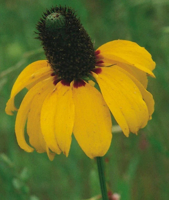 Prairie Coneflower Seeds - 200+ Organic Ratibida columnifera for Wildflower Gardens