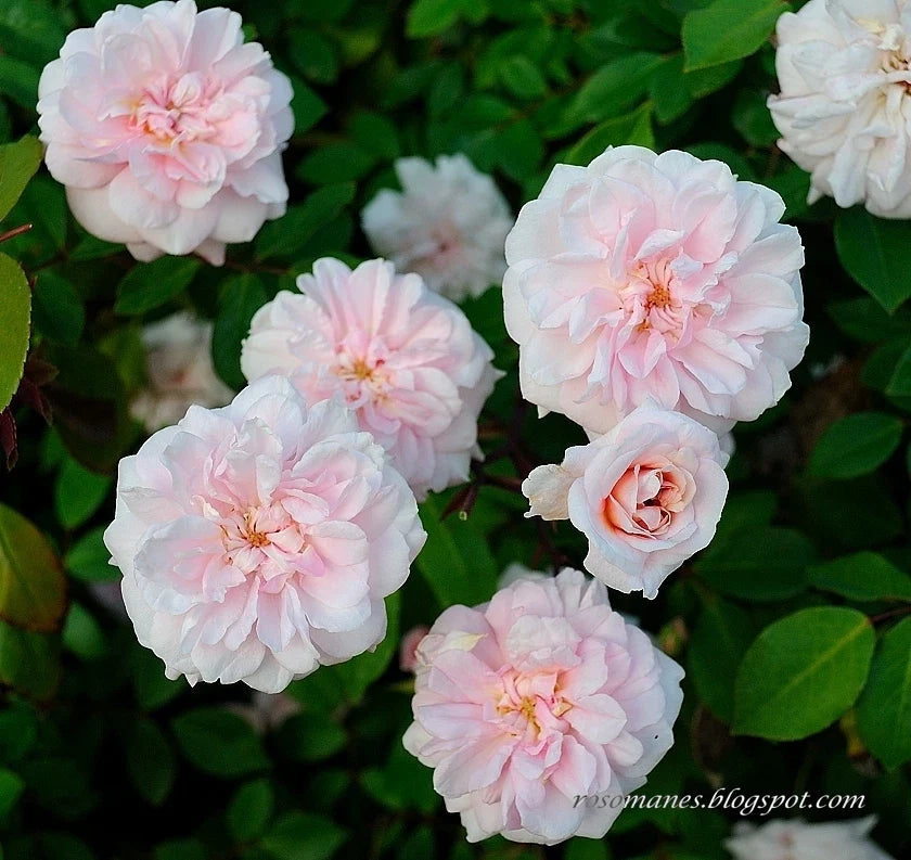 Cecile Brunner Antique Rose Cuttings - 15 Premium Rosa 'Cecile Brunner' Plant Clippings for Climbing & Bushes