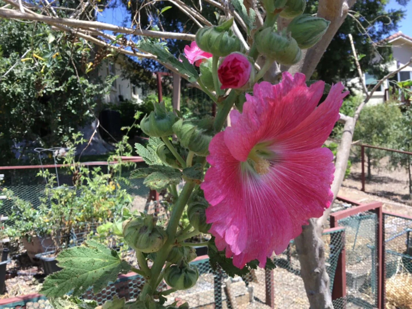 Hollyhock Seeds Packet of 50 Rosy Pink Alcea rosea - Tall Upright Blooms
