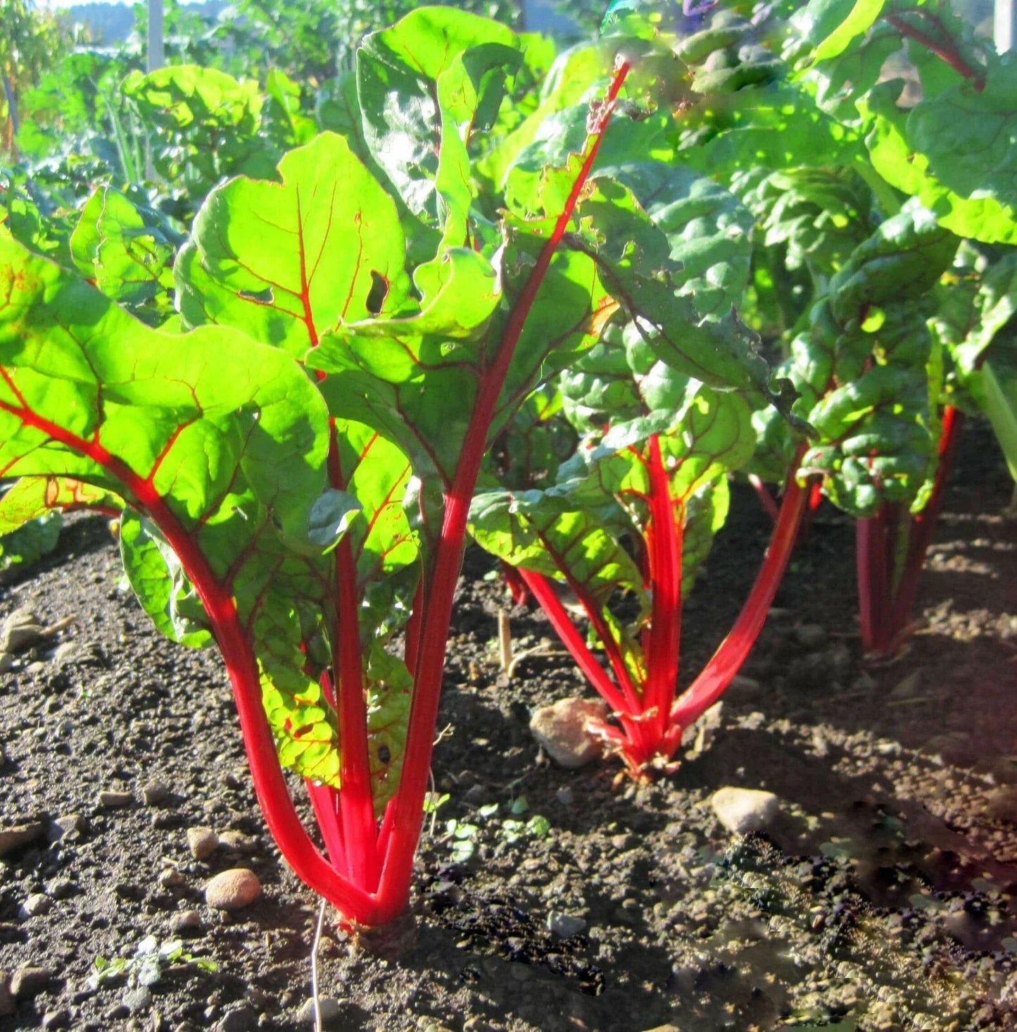 Ruby Red Swiss Chard Seeds 50 Count - Heirloom, Non-GMO, Beta vulgaris subsp. cicla, Edible Leafy Greens for Vegetable Garden