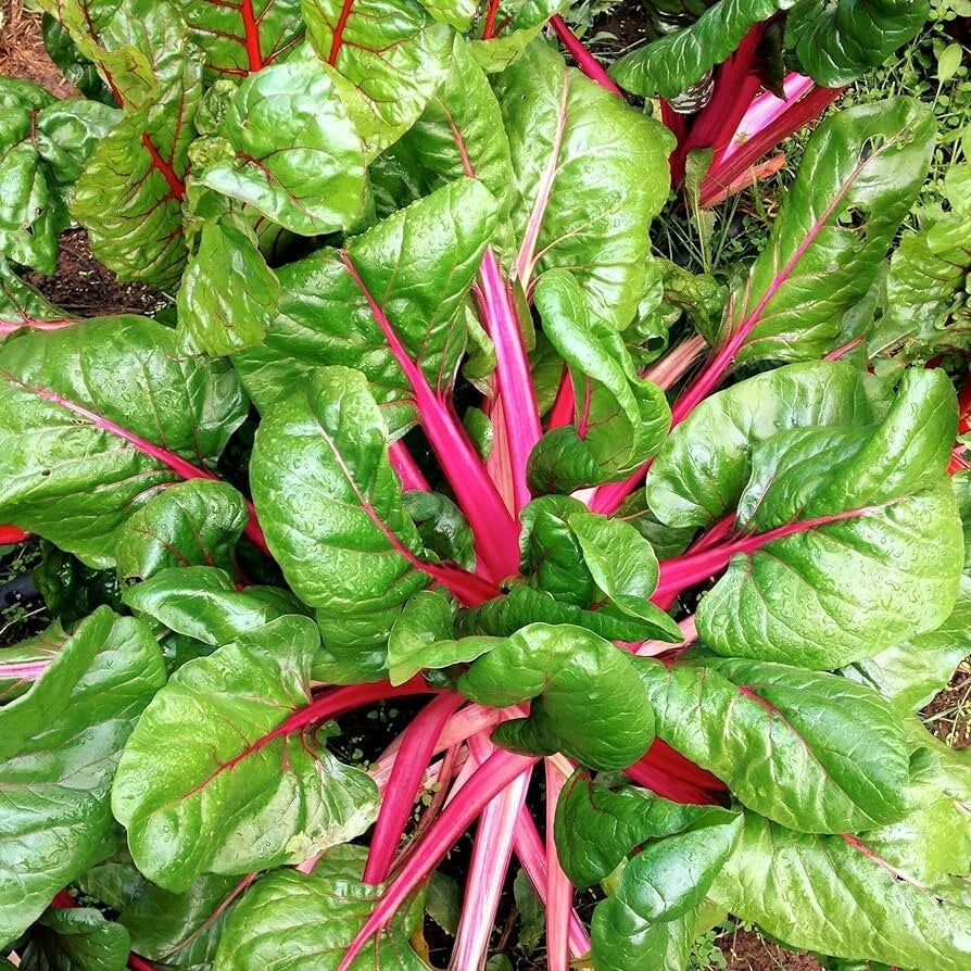 Pink Lipstick Swiss Chard Seeds 100 Ct - Heirloom Non-GMO Vegetable Seeds