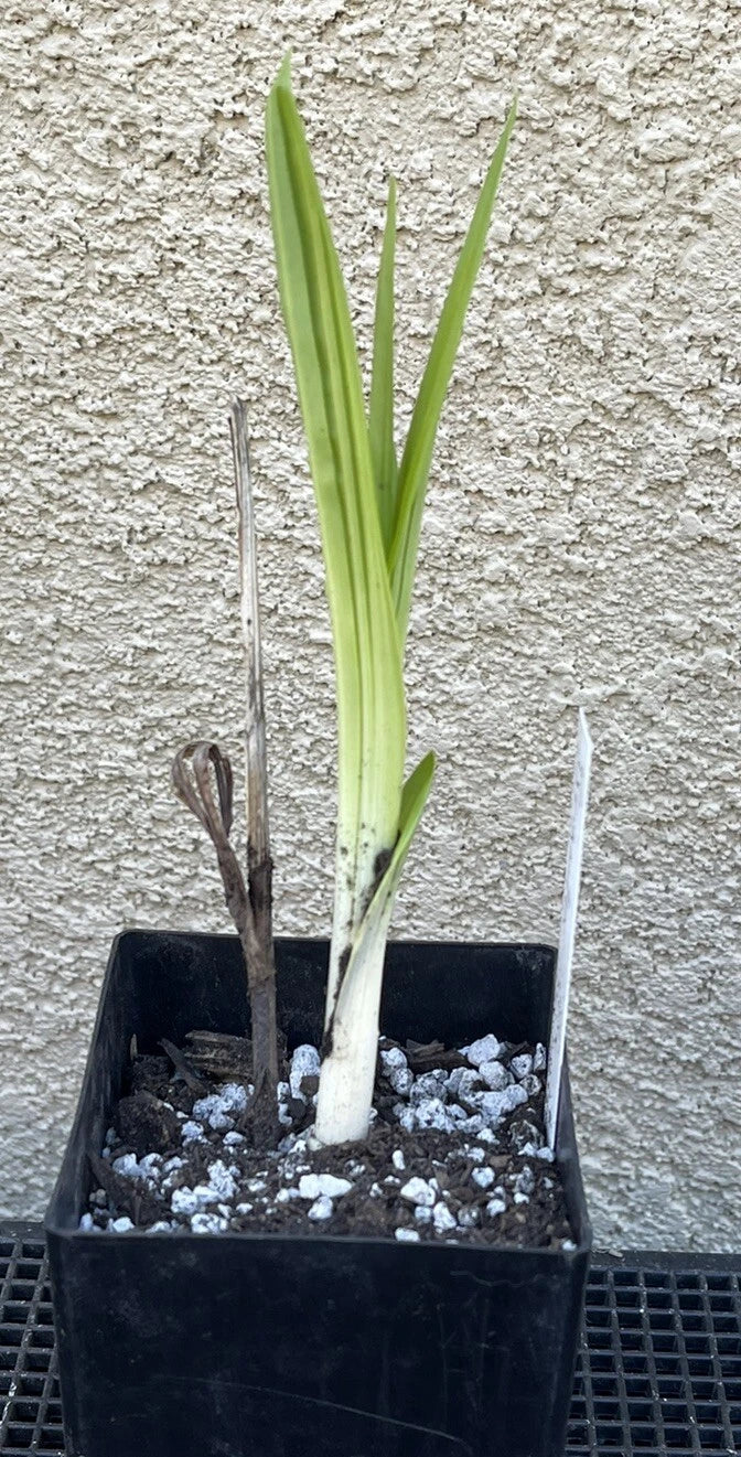 Bletilla striata x formosana 'Yokohama Kate' Bare Root Orchid Plant, Hardy Perennial for Gardens