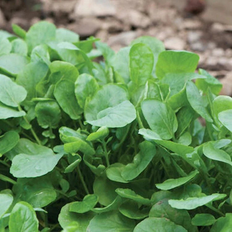 Upland Cress Seeds 4000 Count Non-GMO Heirloom Creasy Greens USA Seller