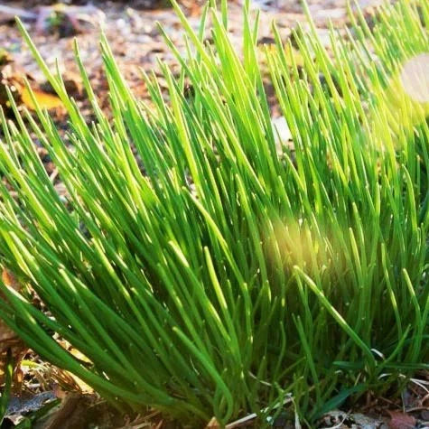 Onion Chives Seeds - Perennial Herb for Kitchen Gardens, Allium schoenoprasum, Non-GMO, Fast Germination, 200 Seeds