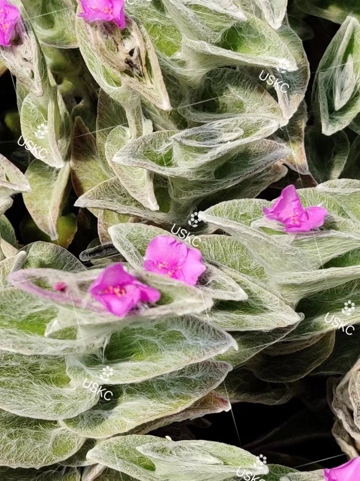 Fluzzy White Velvet Tradescantia Sillamontana Cuttings in 2" Pot - Indoor Live Plant