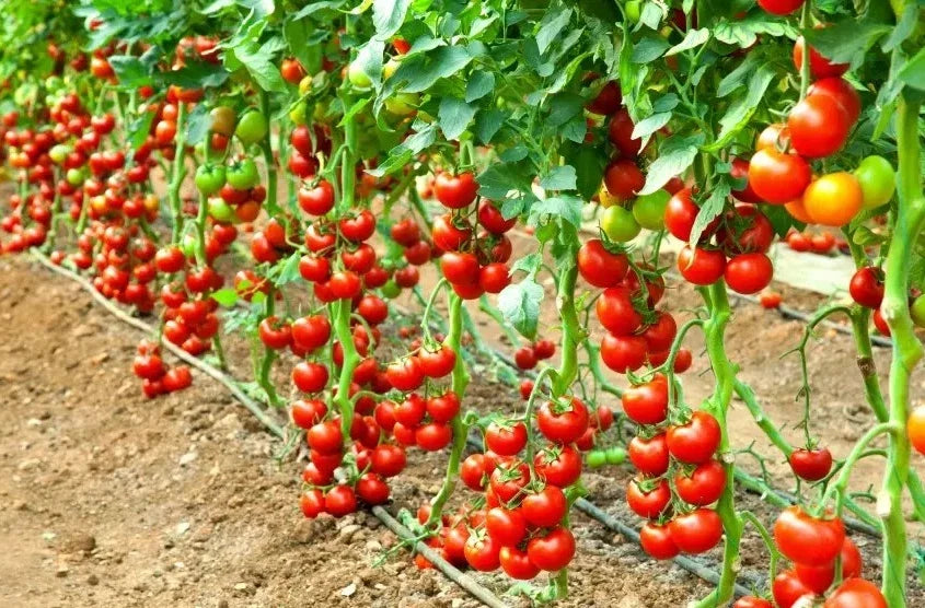 Early Cascade Tomato Seeds - Heirloom Organic Non-GMO, 120+ Seeds, Early Maturing Solanum lycopersicum, Heirloom Tomato Seeds