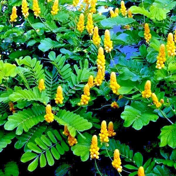 Candle Bush Seeds - 20 Pack Cassia Alata - Butterfly Attracting Senna Tree Plant