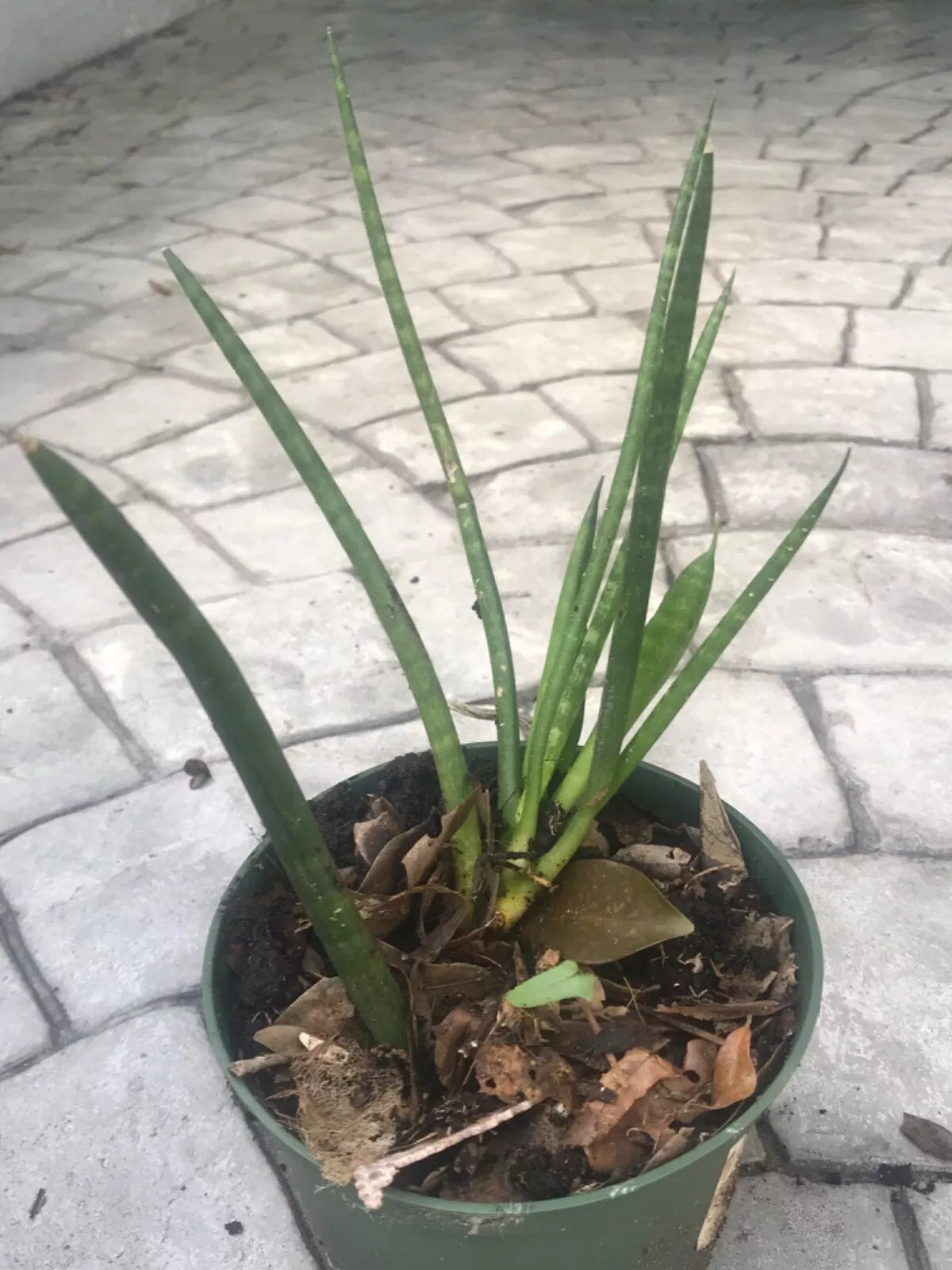 Sansevieria Cylindrica ‘Boncel’ Starfish Snake Plant Potted Indoor Outdoor Air-Purifying Drought-Resistant