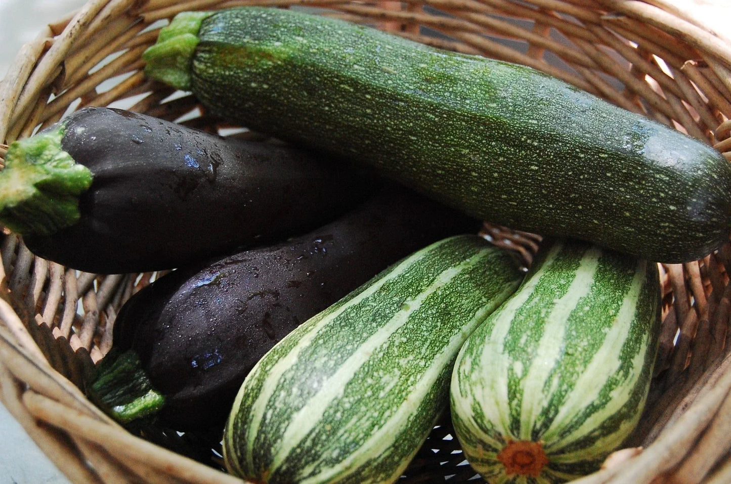 Zucchini Seeds Mixture – Non-GMO Vegetable Seeds for Home Gardening – Cucurbita pepo, Bushy Plants, Easy Grow
