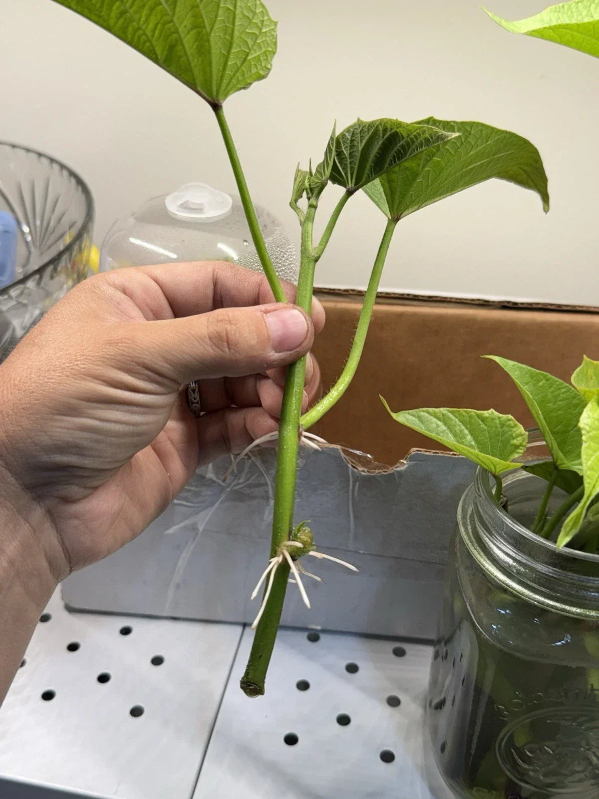 Stokes Purple Sweetpotato Plant - Organic Live Rooted Ipomoea batatas - California Grown