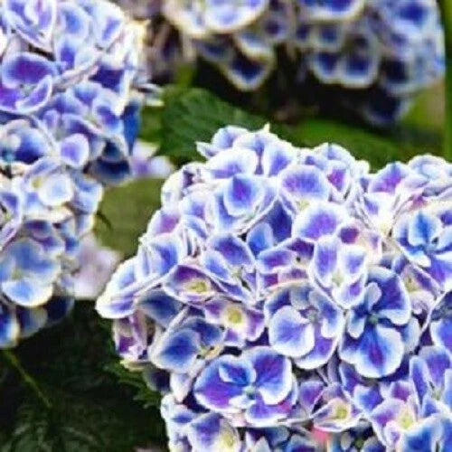 Mars Hydrangea Seeds - Perennial Garden Shrub Flower Seeds - Hydrangea macrophylla - Pink & Blue Blooms, Hardy, 5 Seeds
