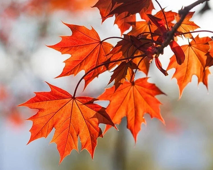 Red Maple Tree in 4-Inch Pot | Acer rubrum | Deciduous Shade Tree 6-12 Inches Tall