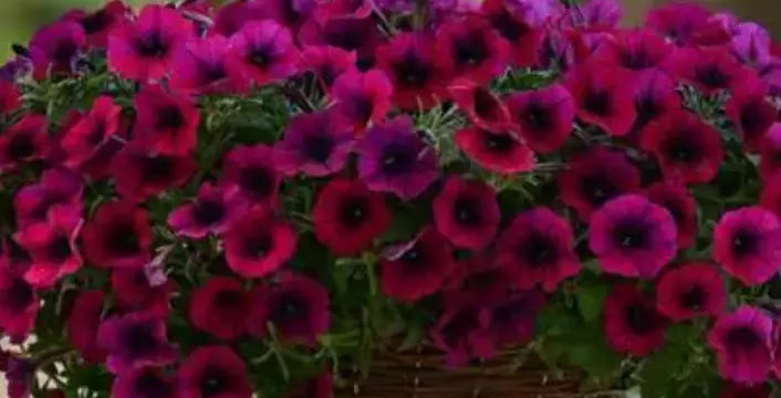 Petunia Shock Wave Deep Purple Plant Plugs, 10 Baby Plants, Live Annuals, Compact Growth, Garden Ready, Petunia Ã— atkinsiana