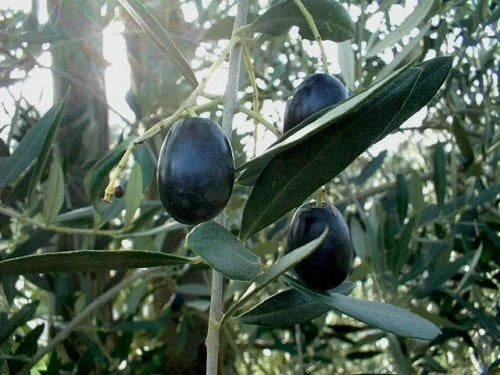 Olive Tree Seeds 15 Pack Olea Europaea Green Edible Fruit Botanical Seeds for Gardening & Landscaping