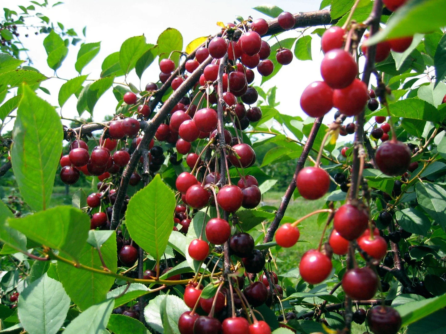 Sweet Cherry Seeds - 5 Pack - Prunus avium - Prolific Yield & Sweet Flavor